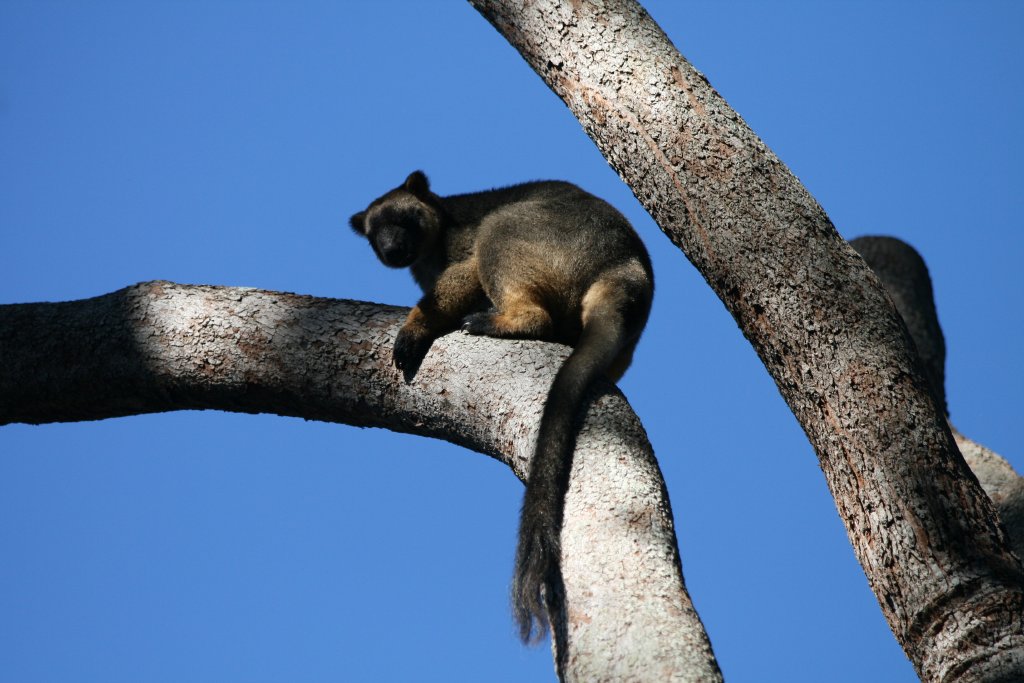 Lumholtz Tree Kangaroo