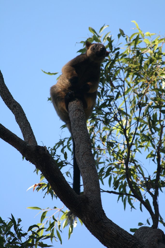 Lumholtz Tree Kangaroo