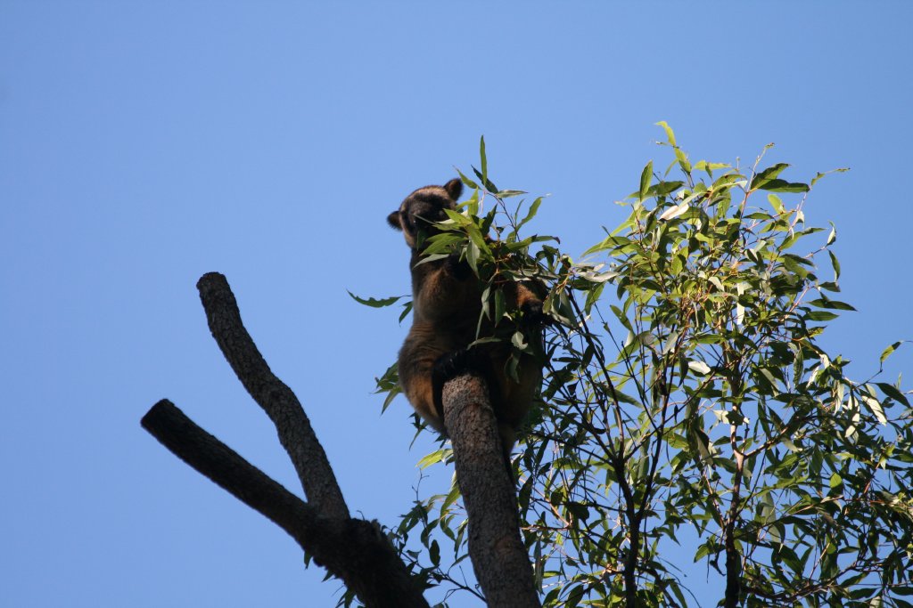 Lumholtz Tree Kangaroo