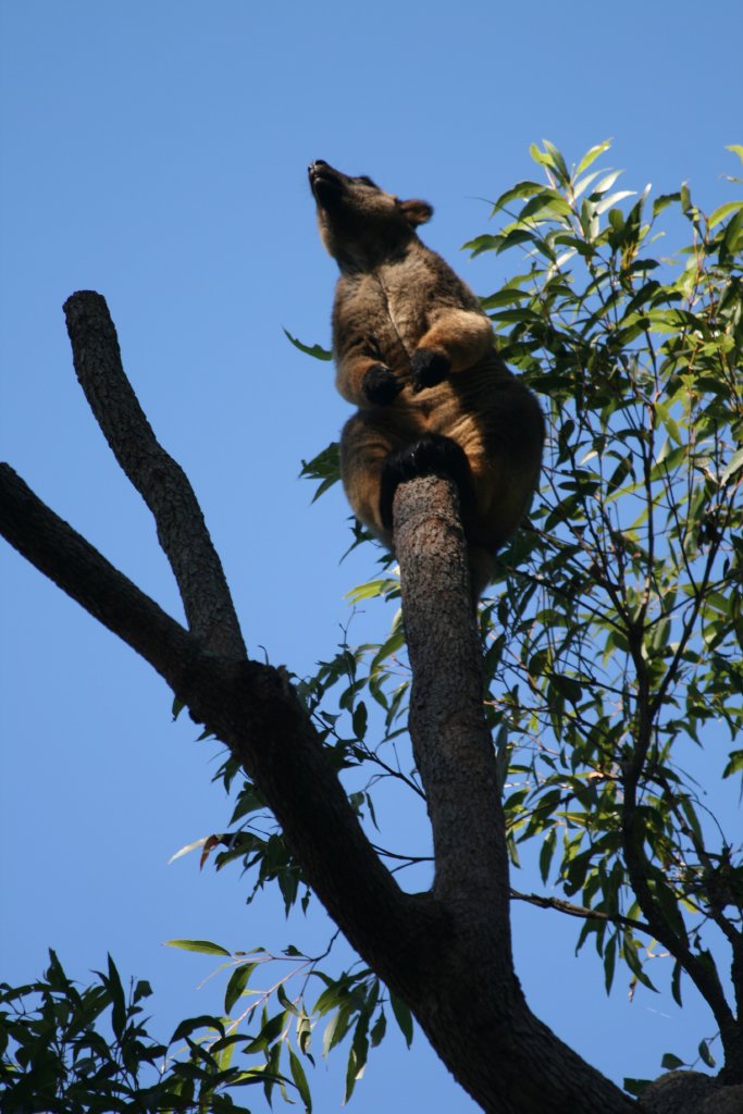 Lumholtz Tree Kangaroo