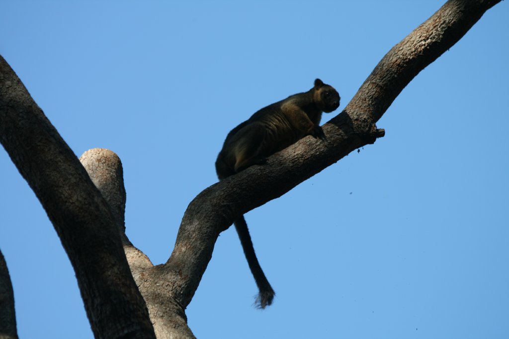 Lumholtz Tree Kangaroo