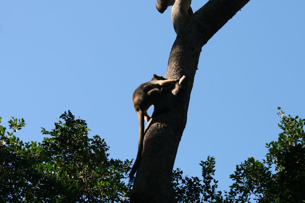 Lumholtz Tree Kangaroo