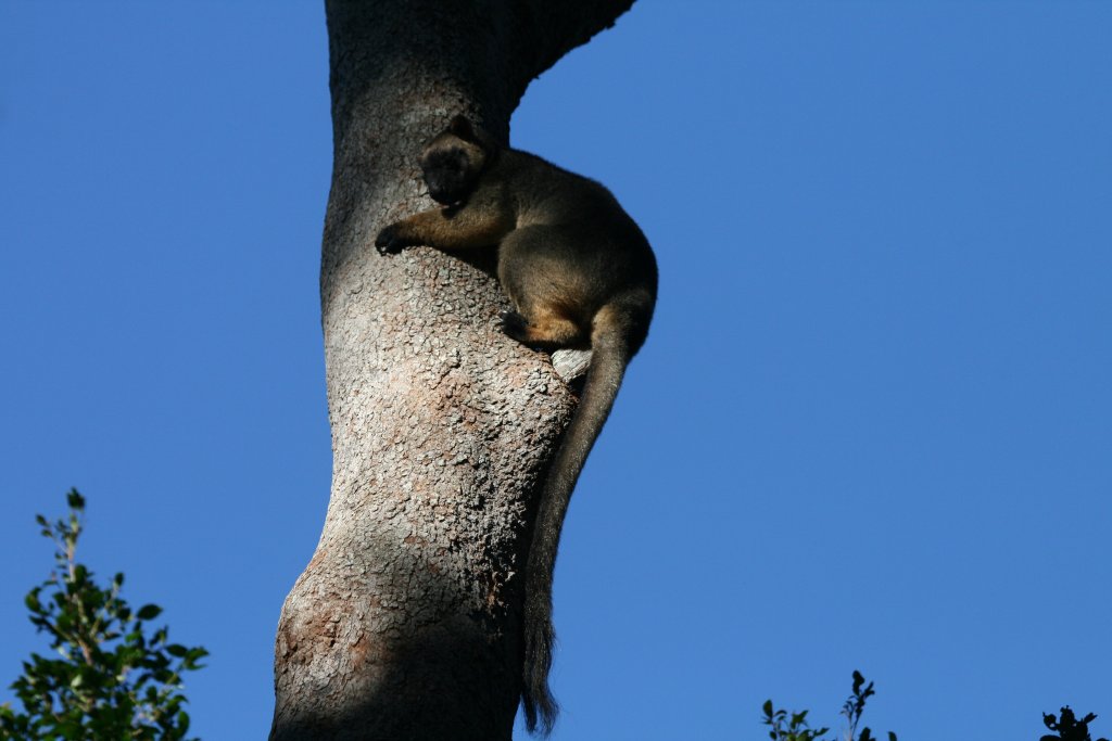 Lumholtz Tree Kangaroo
