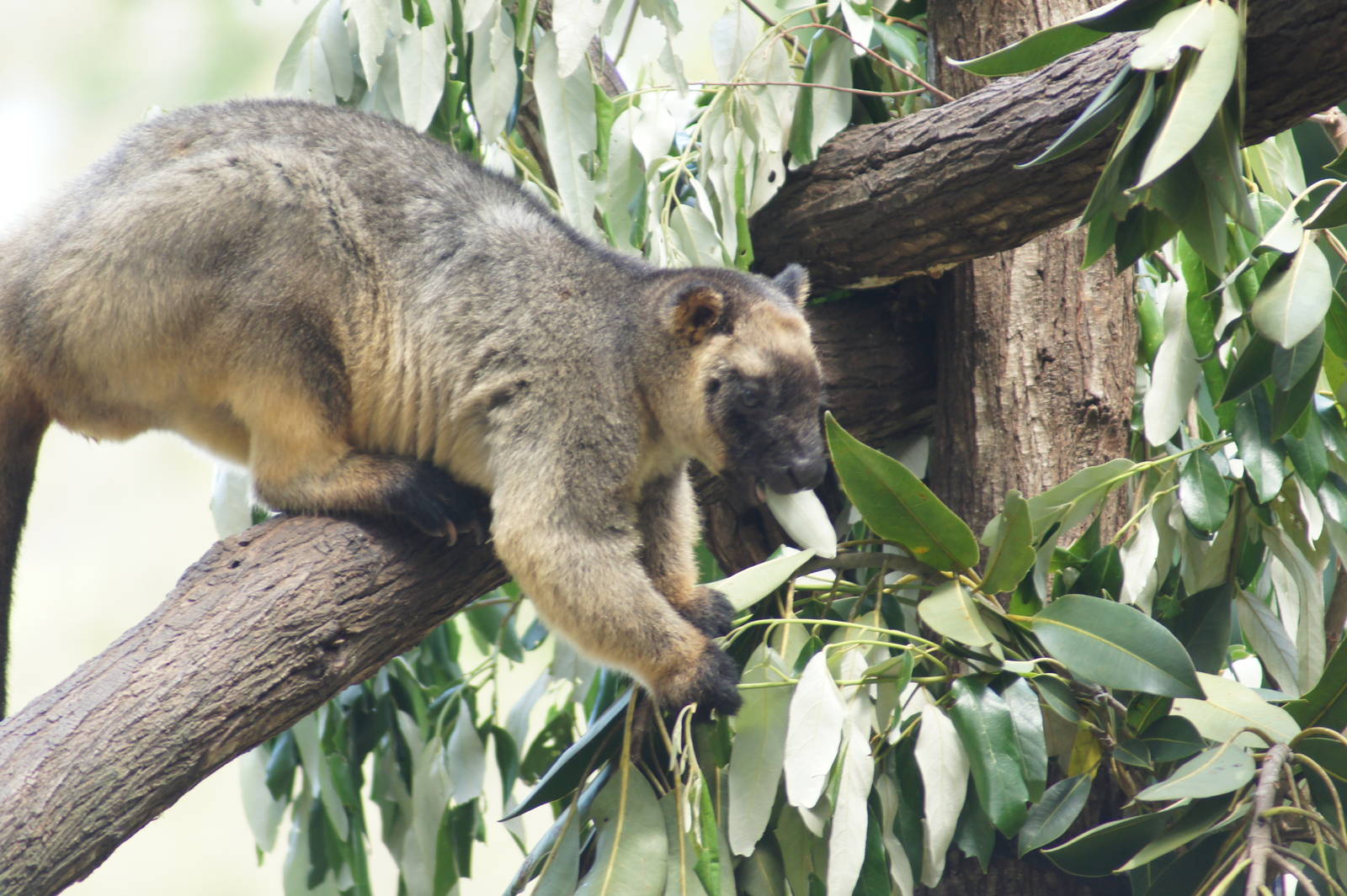 Lumholtz tree kangaroo