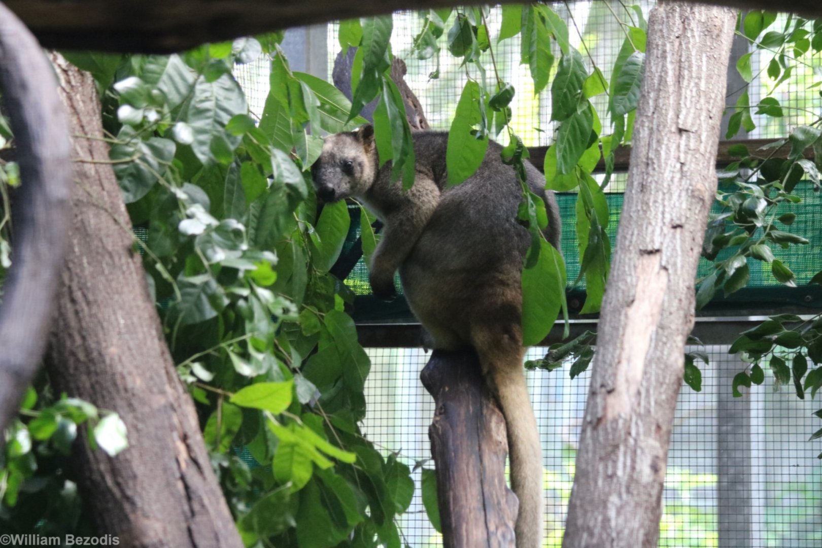 Lumholtz Tree Kangaroo