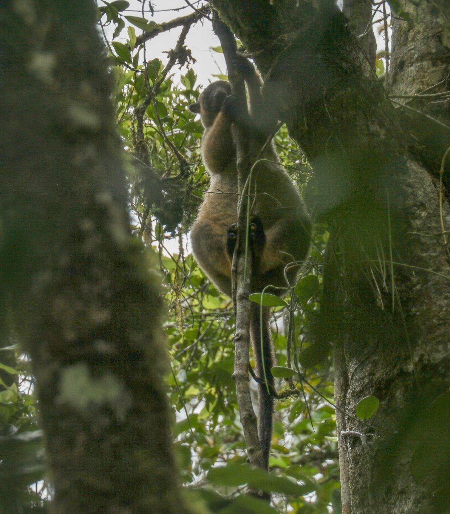 Lumholtz Tree Kangaroo