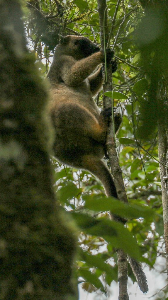 Lumholtz Tree Kangaroo