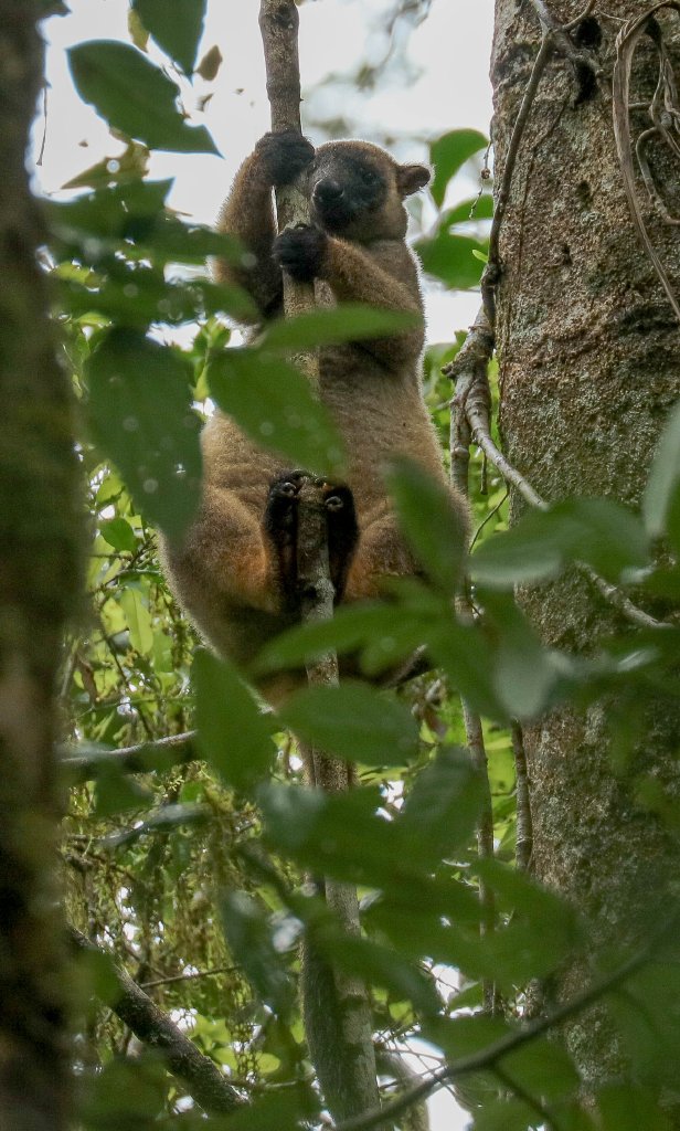 Lumholtz Tree Kangaroo