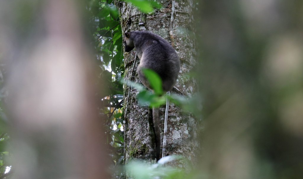Lumholtz Tree Kangaroo