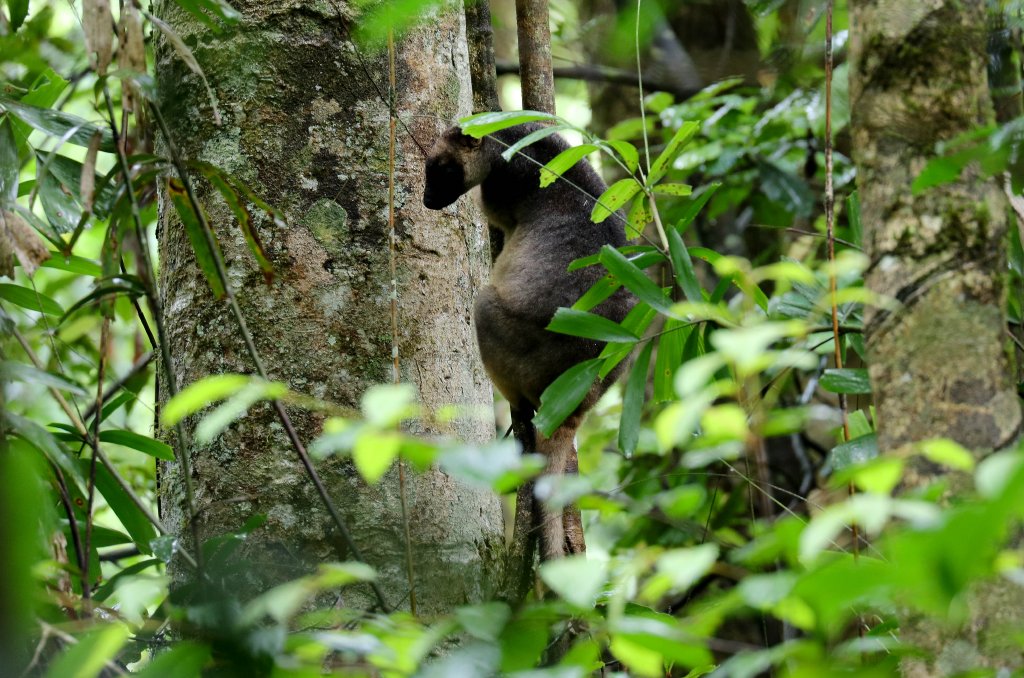 Lumholtz Tree Kangaroo