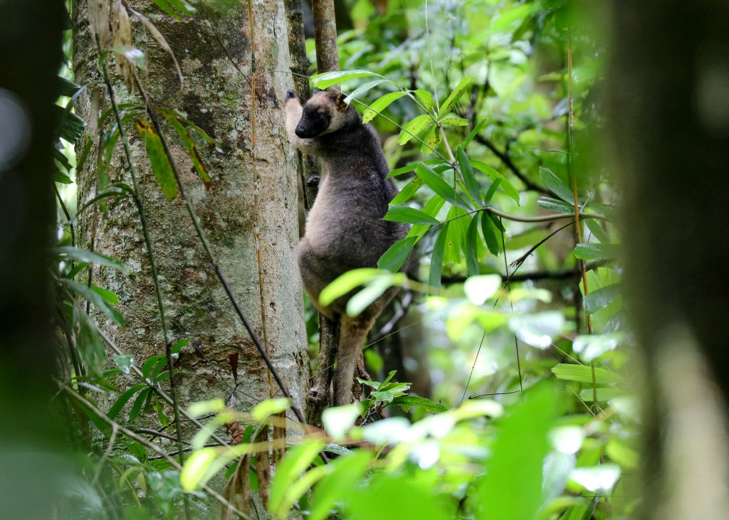 Lumholtz Tree Kangaroo