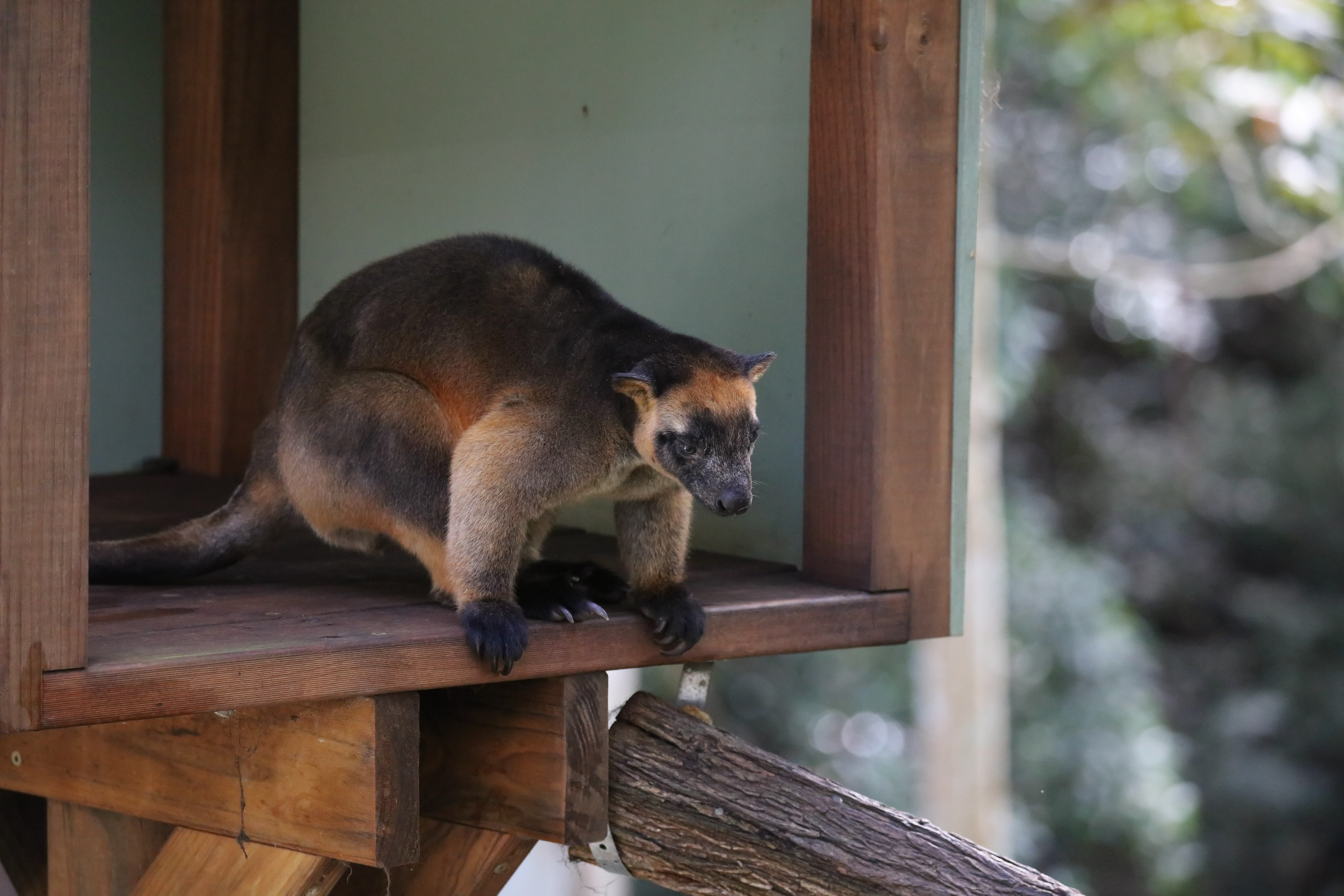 Lumholtz Tree Kangaroo