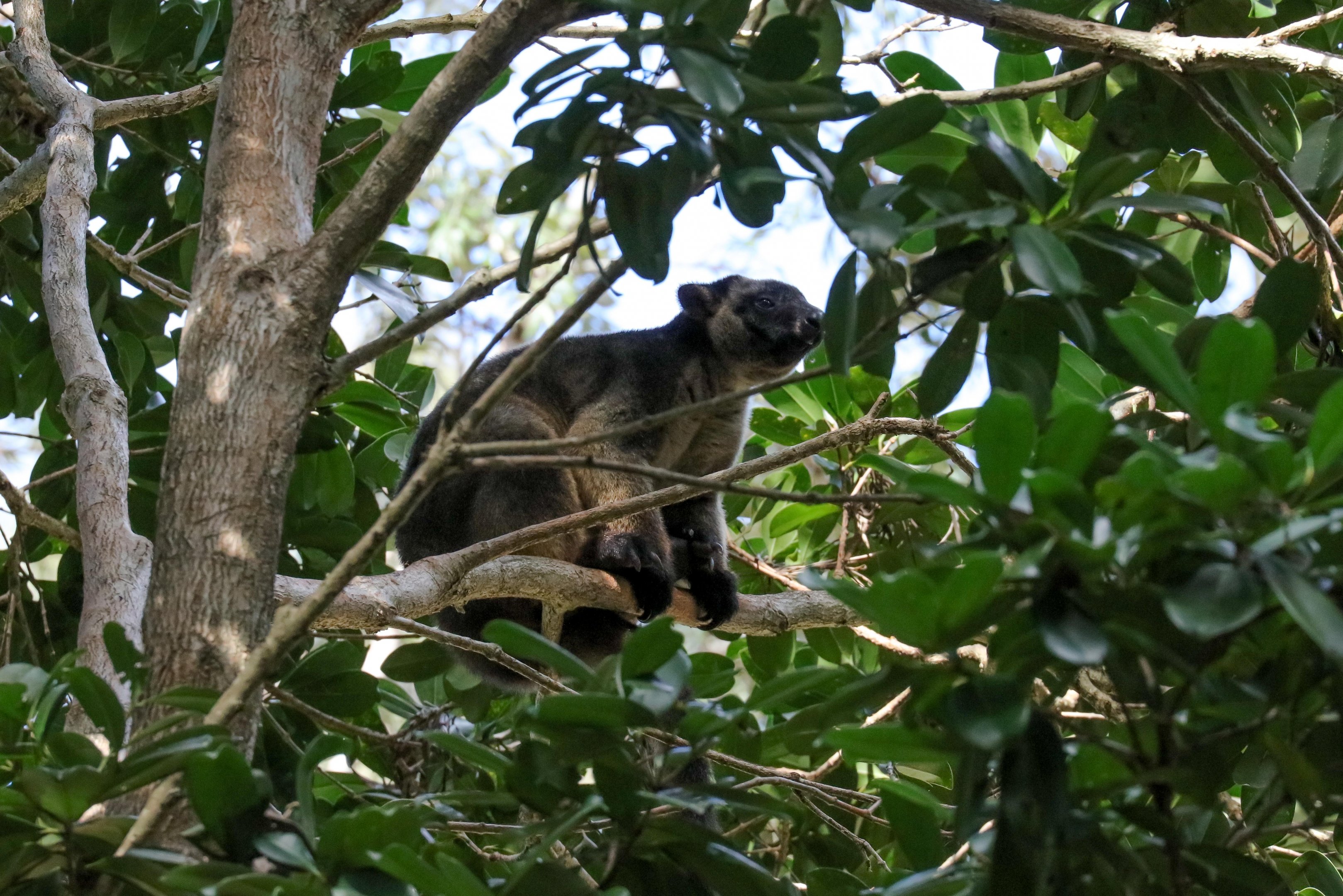 Lumholtz Tree Kangaroo