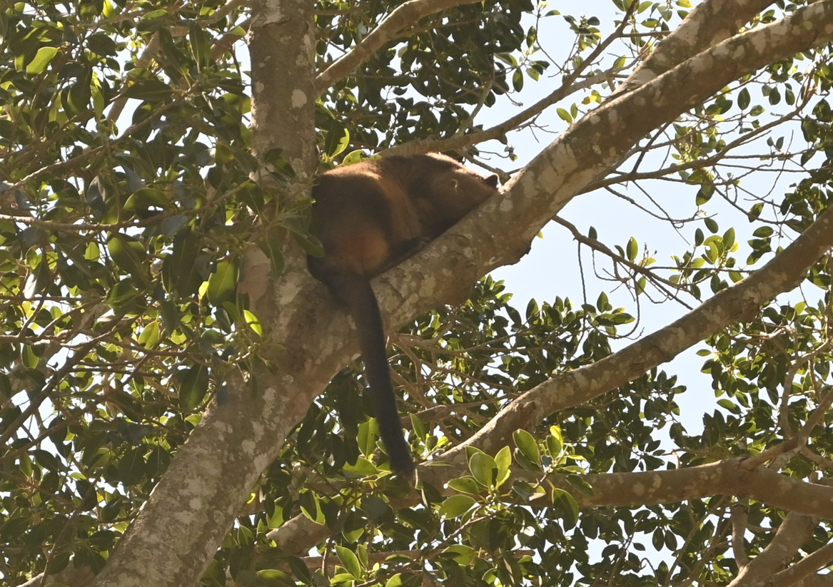 Lumholtz' Tree-Kangaroo