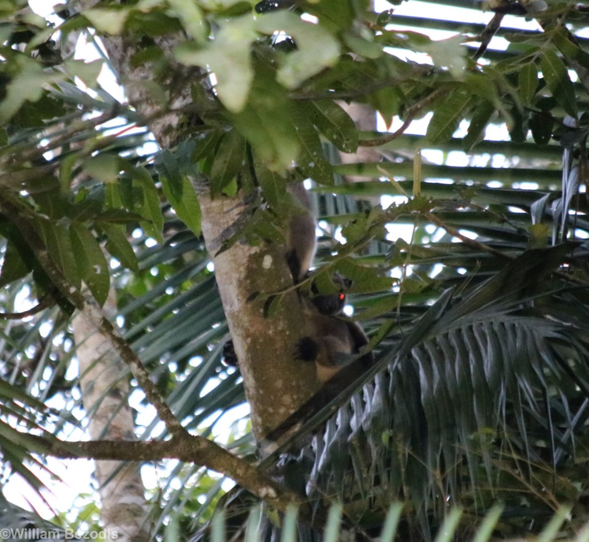 Lumholtz Tree Kangaroos - Nerada Tea
