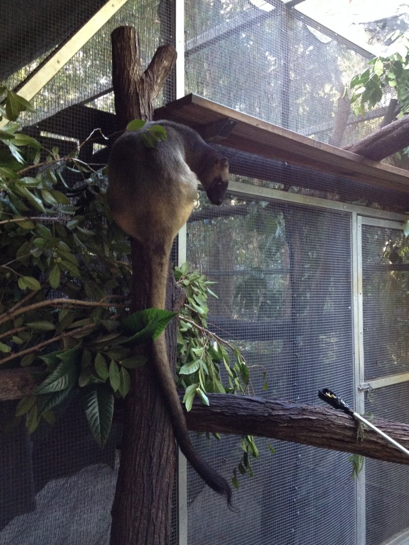 Lumholtz's Tree-kangaroo (Dendrolagus lumholtzi)