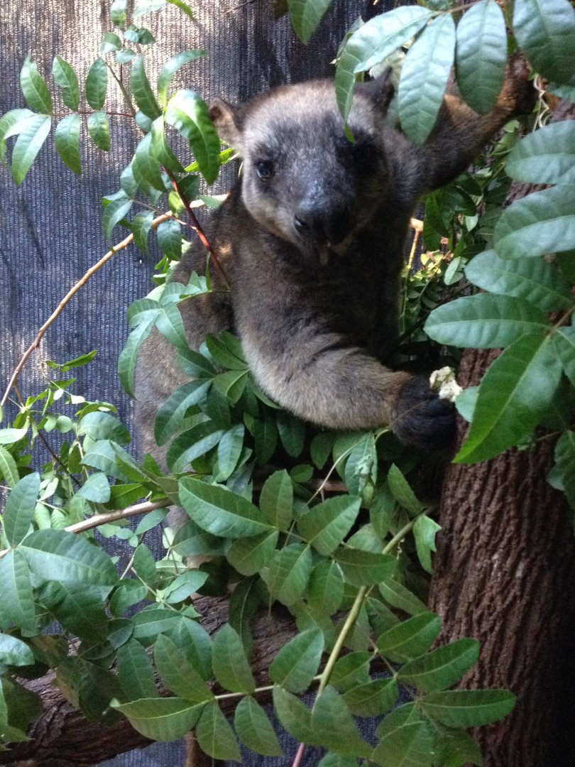 Lumholtz's Tree-kangaroo (Dendrolagus lumholtzi)