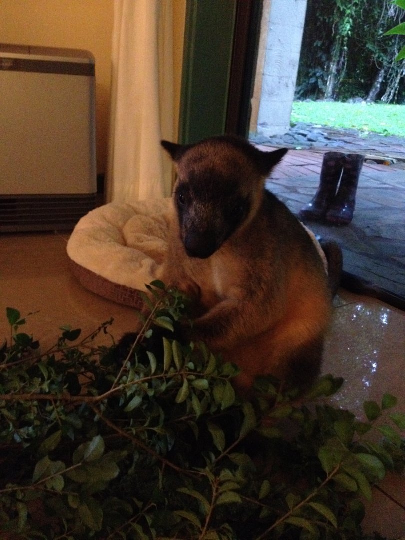 Lumholtz's Tree-kangaroo (Dendrolagus lumholtzi)