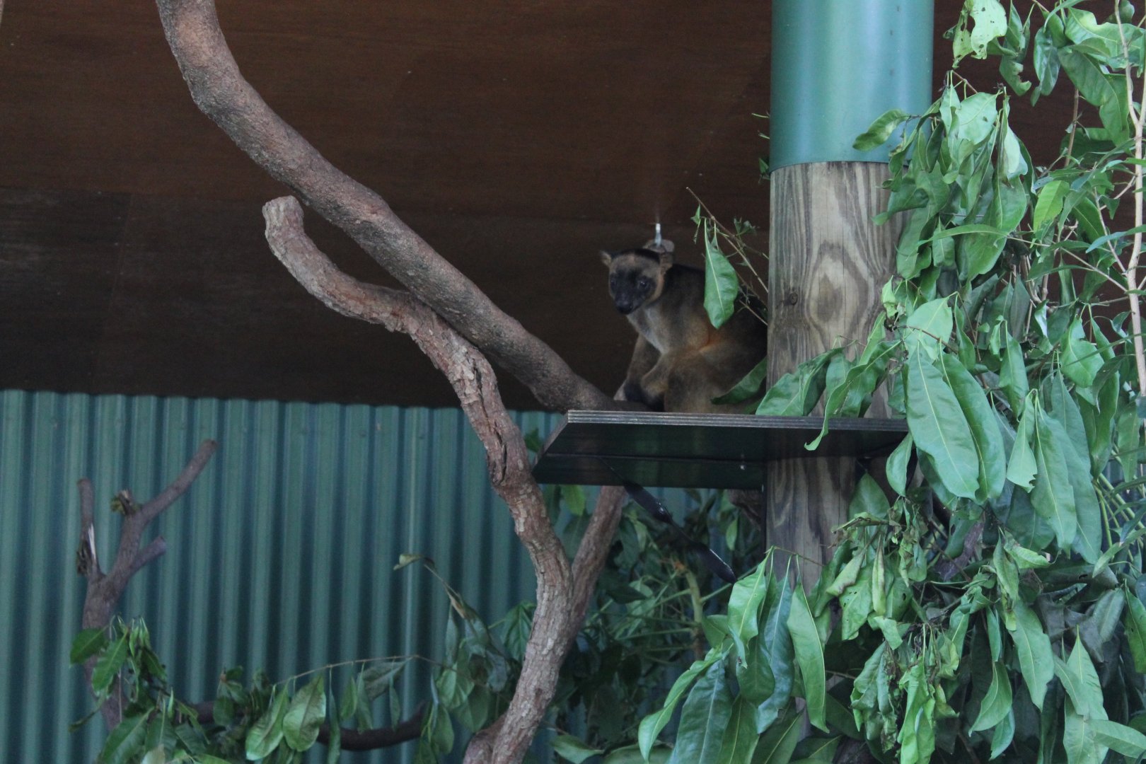 Lumholtz's Tree-kangaroo (Dendrolagus lumholtzi)