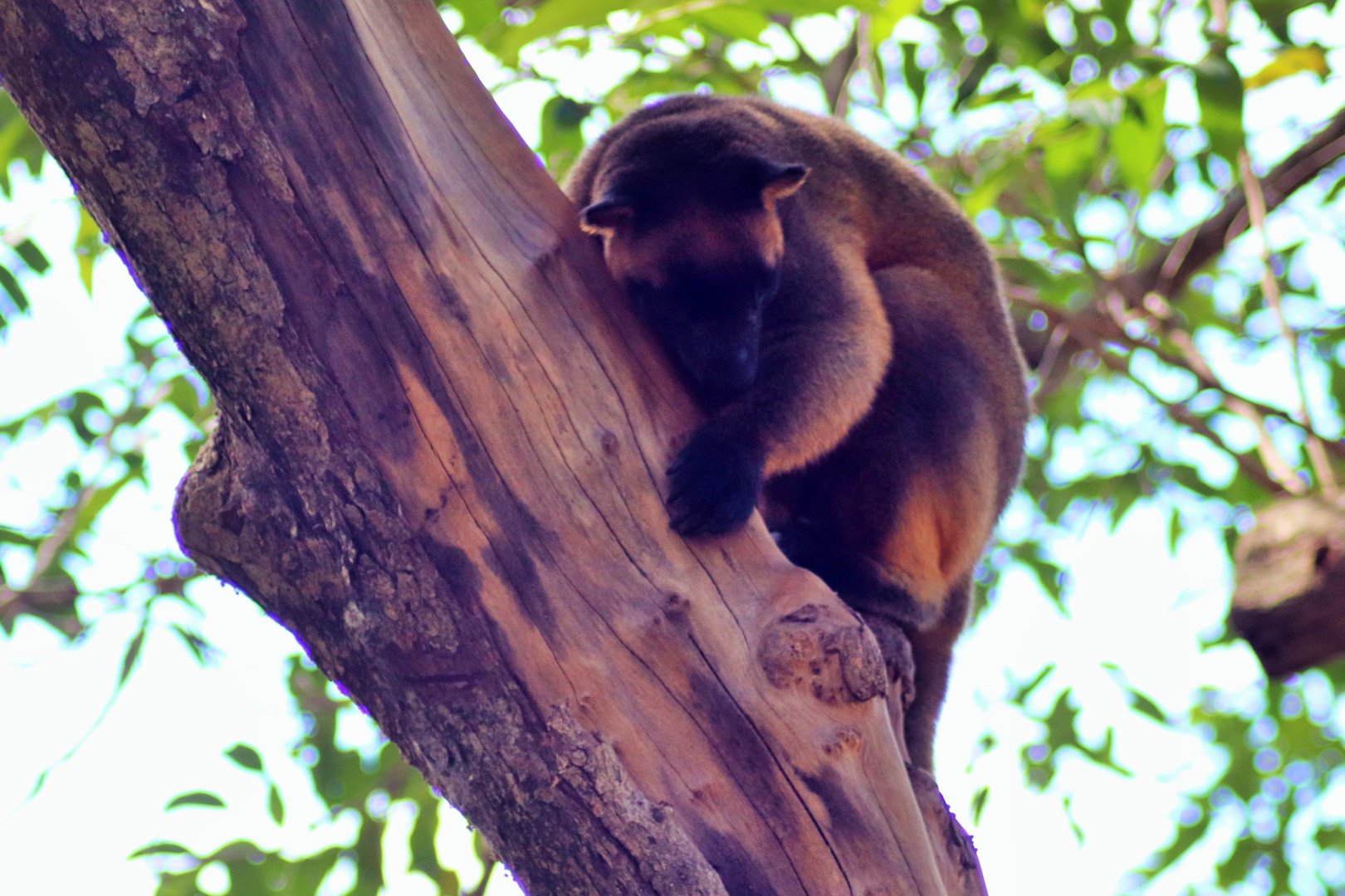 Lumholtz's tree-kangaroo (Dendrolagus lumholtzi)