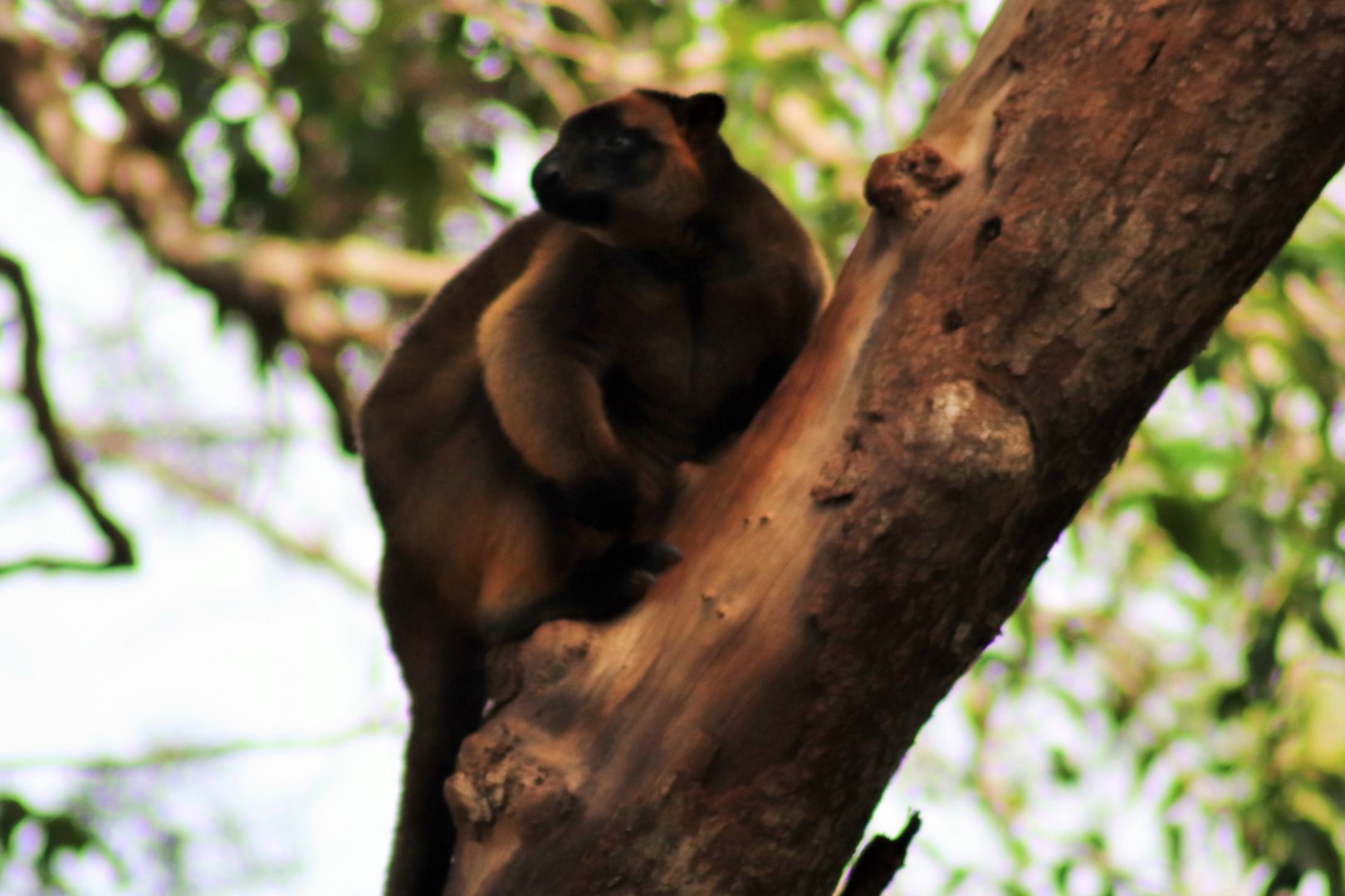 Lumholtz's tree-kangaroo (Dendrolagus lumholtzi)