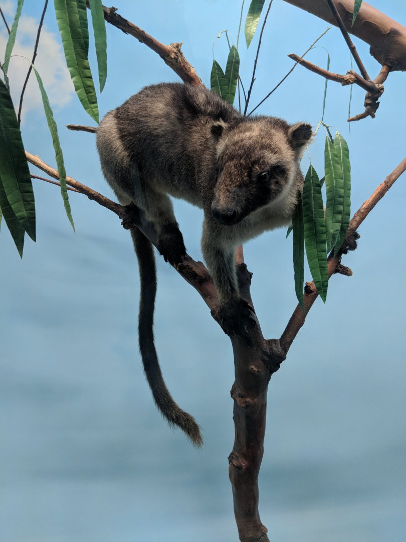 Lumholtz's tree-kangaroo (Dendrolagus lumholtzi)