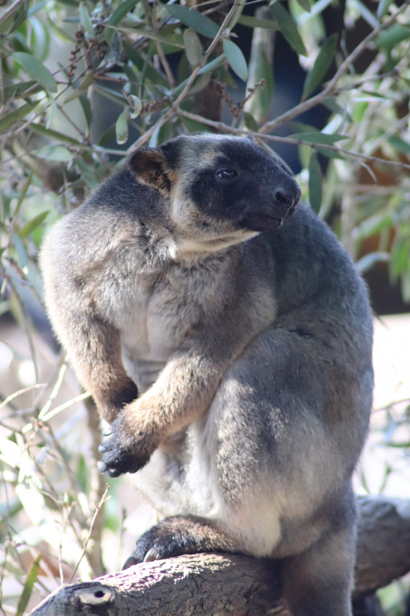 Lumholtz's Tree Kangaroo (Dendrolagus lumholtzi)