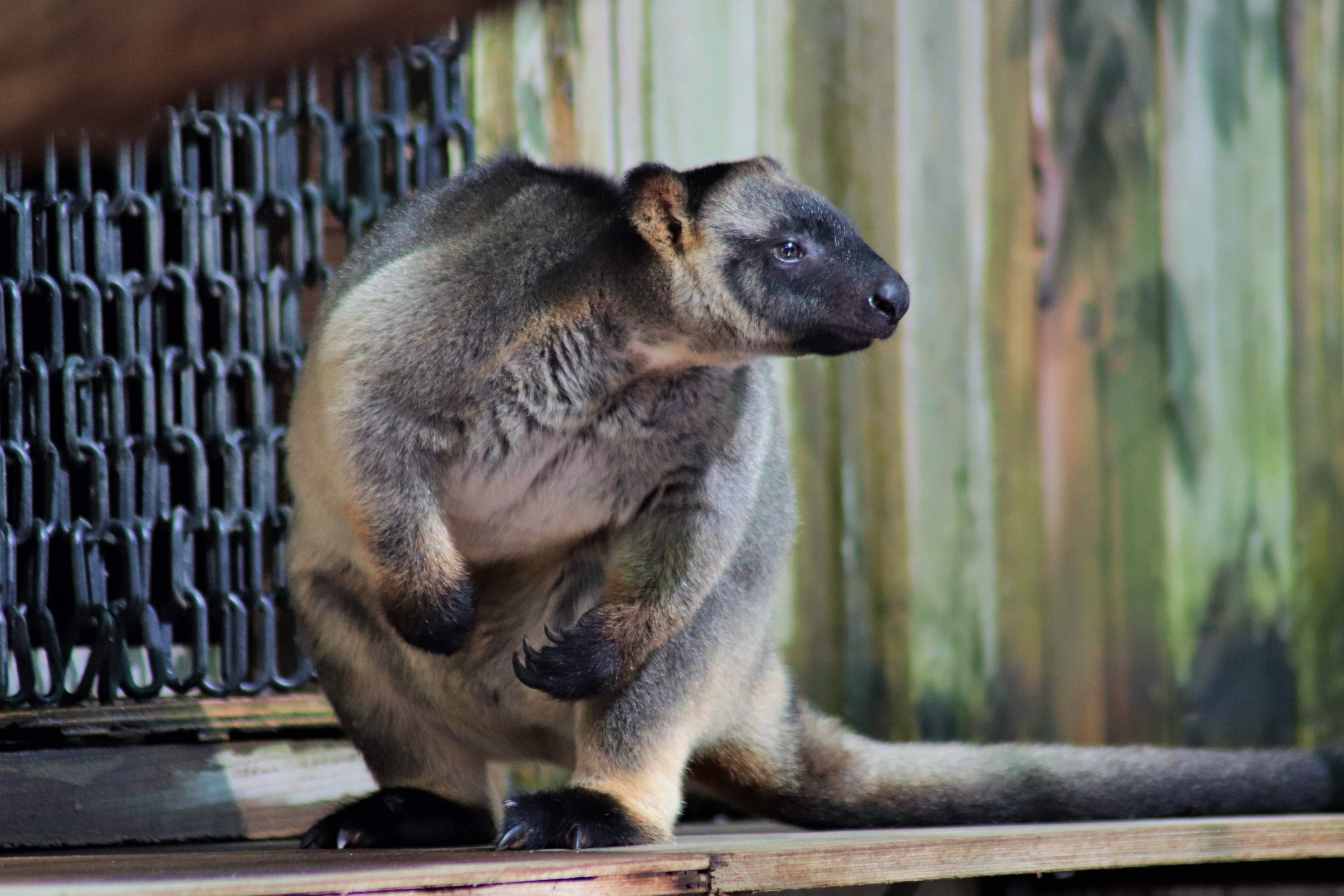Lumholtz’s Tree Kangaroo (Dendrolagus lumholtzi)