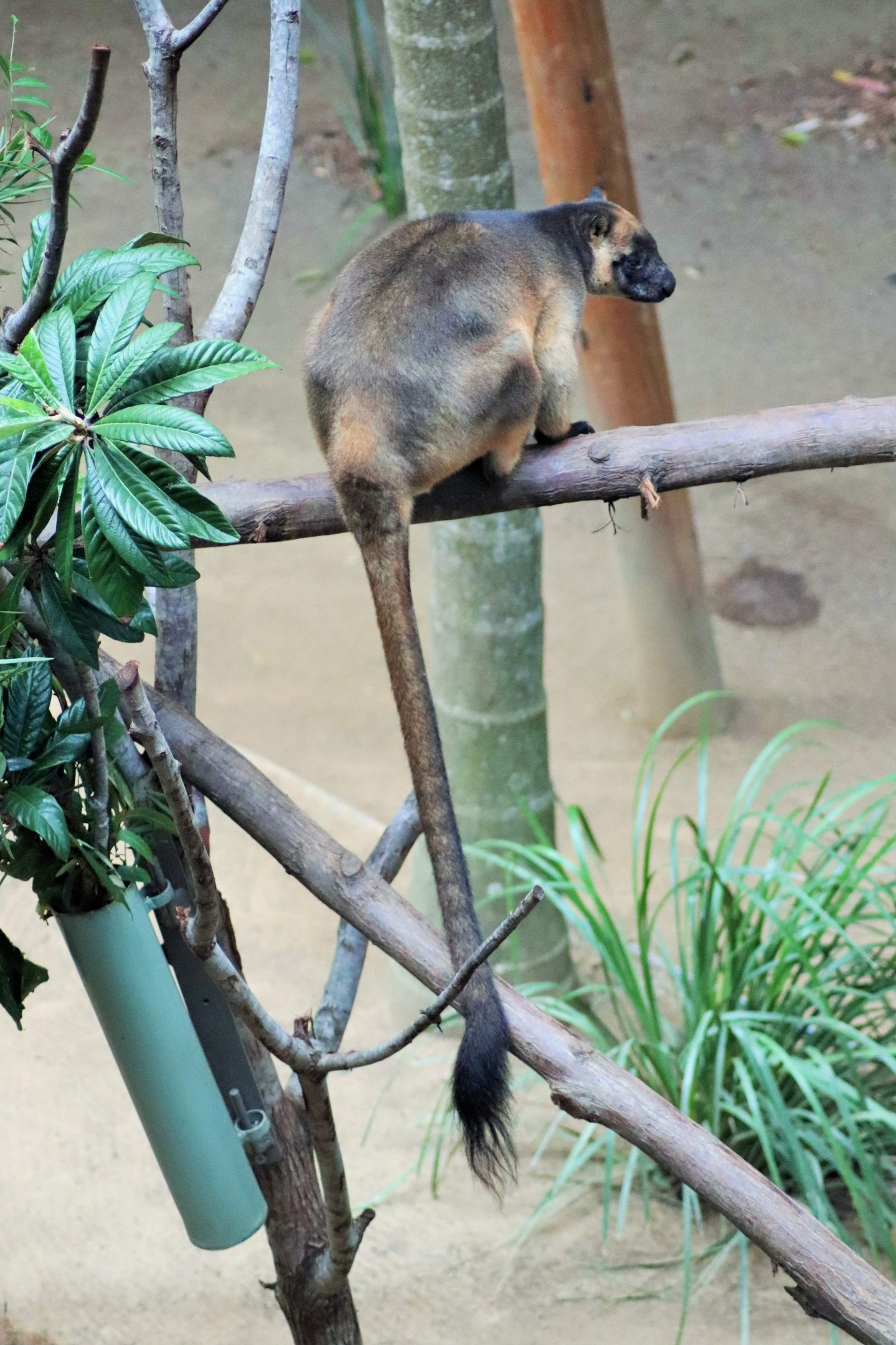 Lumholtz’s Tree Kangaroo (Dendrolagus lumholtzi)