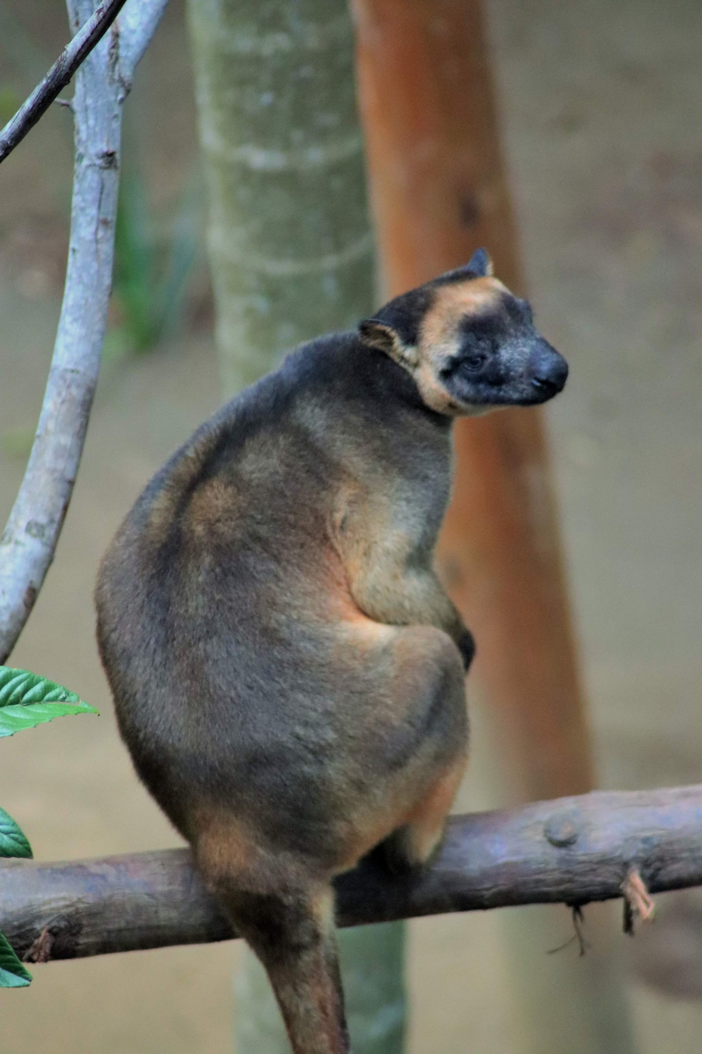 Lumholtz’s Tree Kangaroo (Dendrolagus lumholtzi)