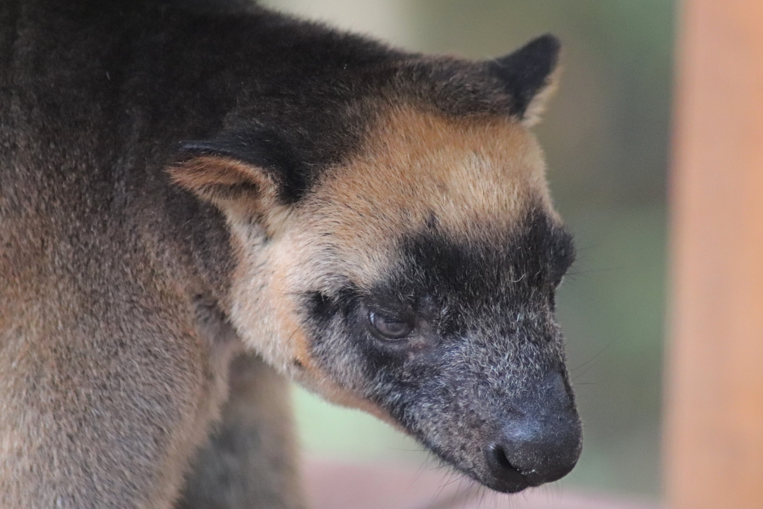 Lumholtz's Tree Kangaroo (Dendrolagus lumholtzi)