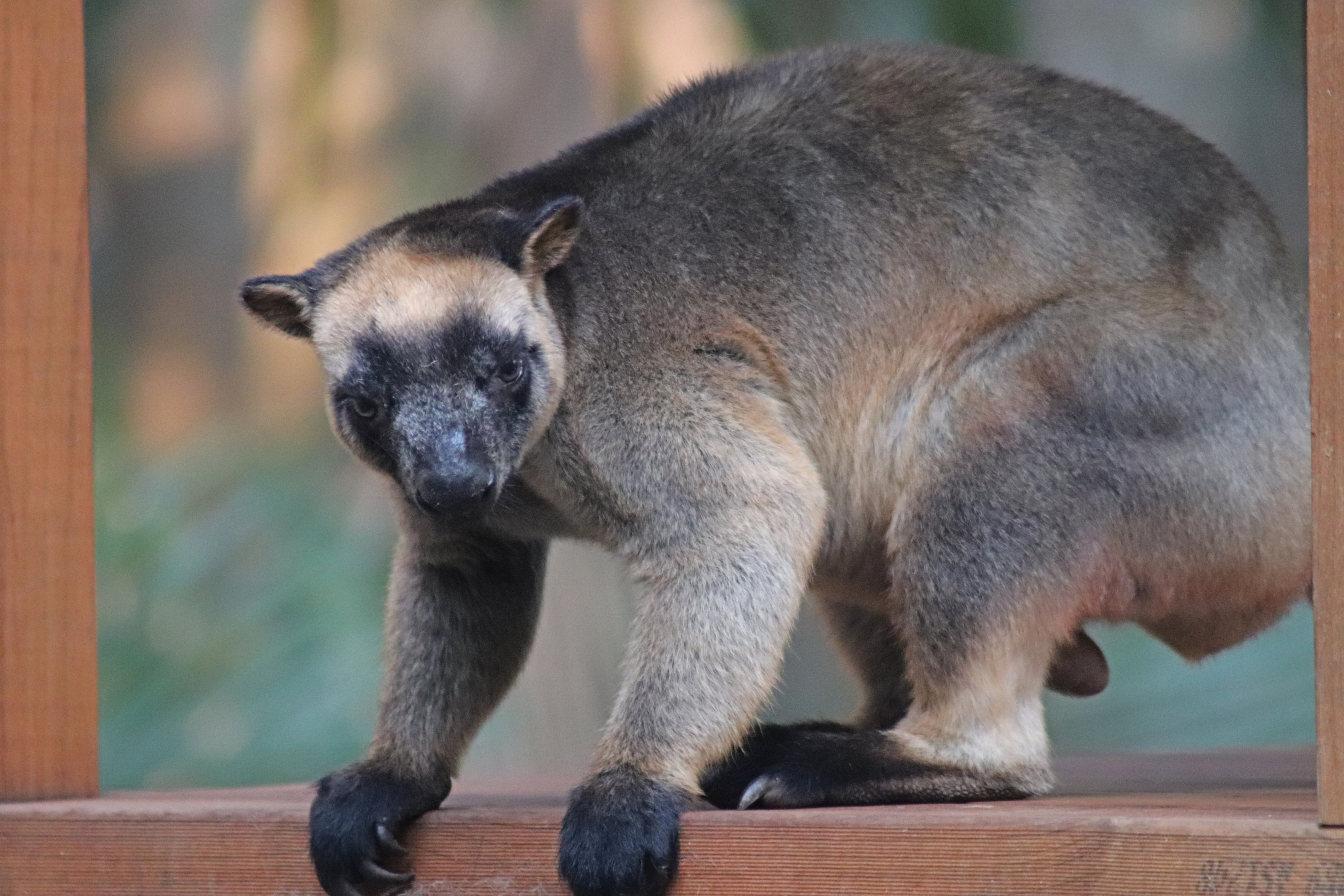 Lumholtz's Tree Kangaroo (Dendrolagus lumholtzi)