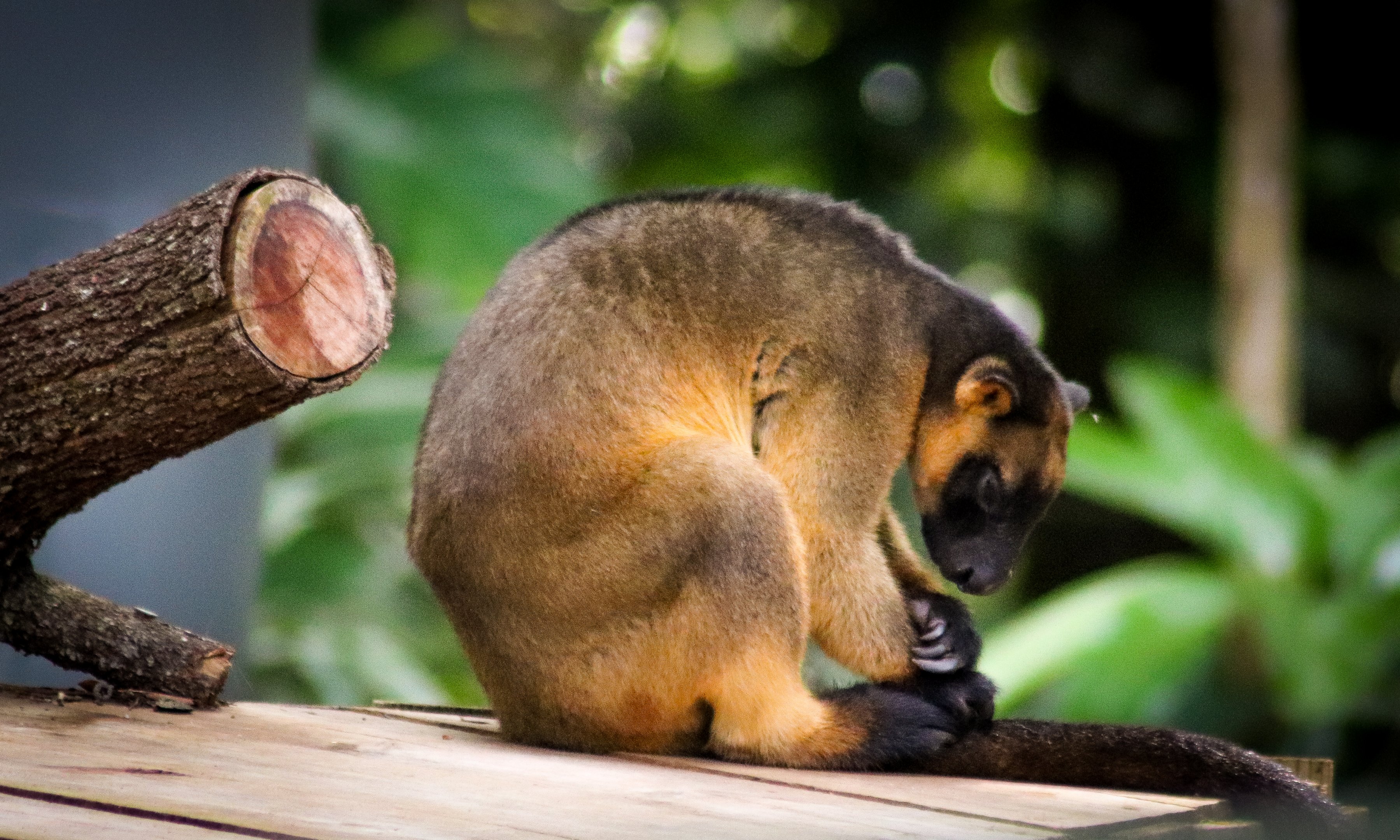 Lumholtz's Tree Kangaroo (Dendrolagus lumholtzi)