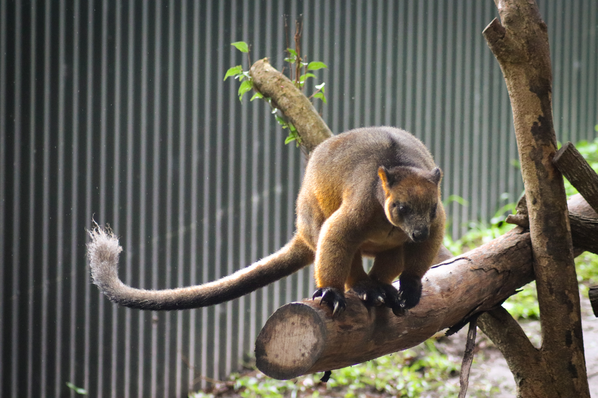 Lumholtz's Tree Kangaroo (Dendrolagus lumholtzi)