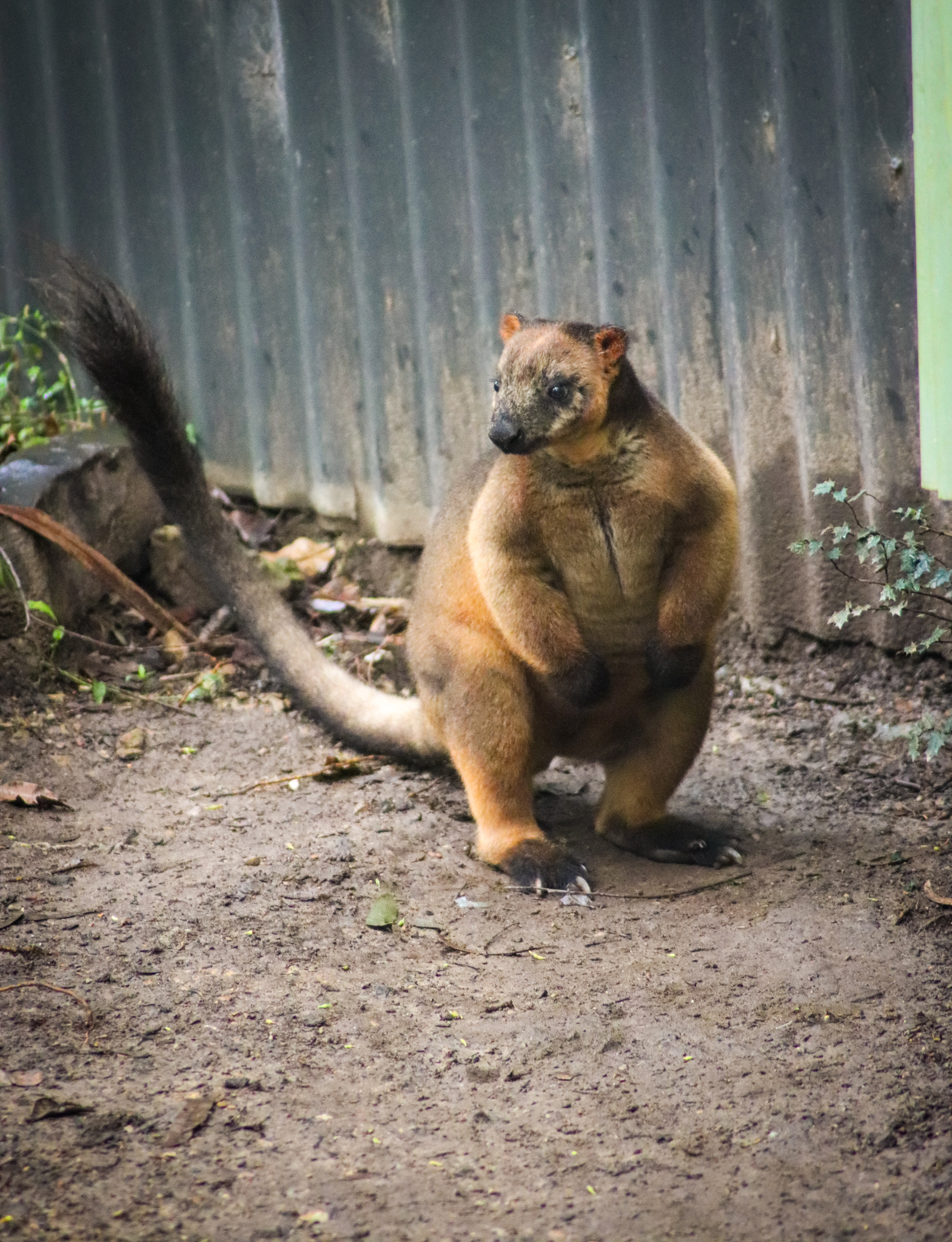 Lumholtz's Tree Kangaroo (Dendrolagus lumholtzi)