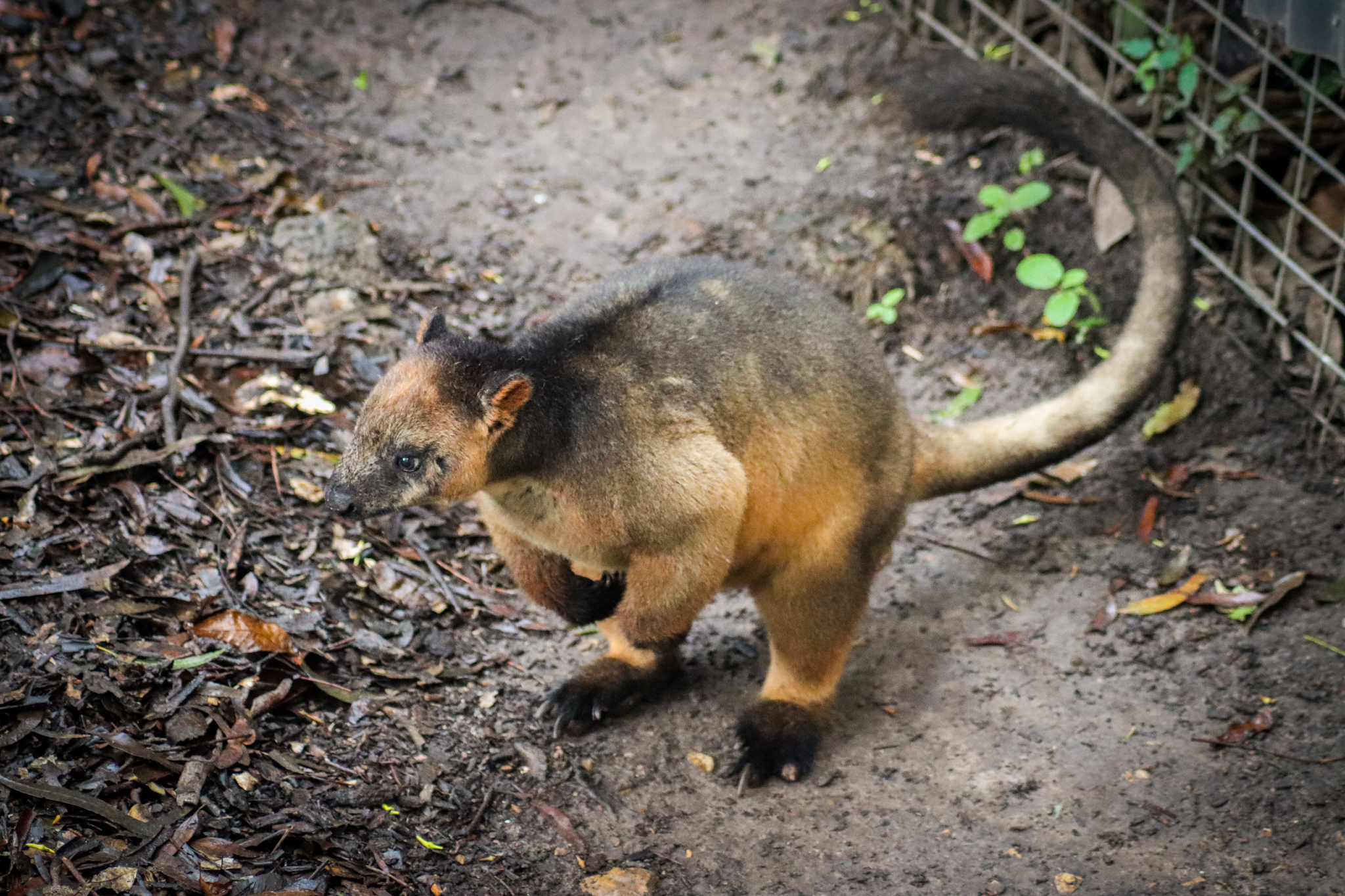 Lumholtz's Tree Kangaroo (Dendrolagus lumholtzi)