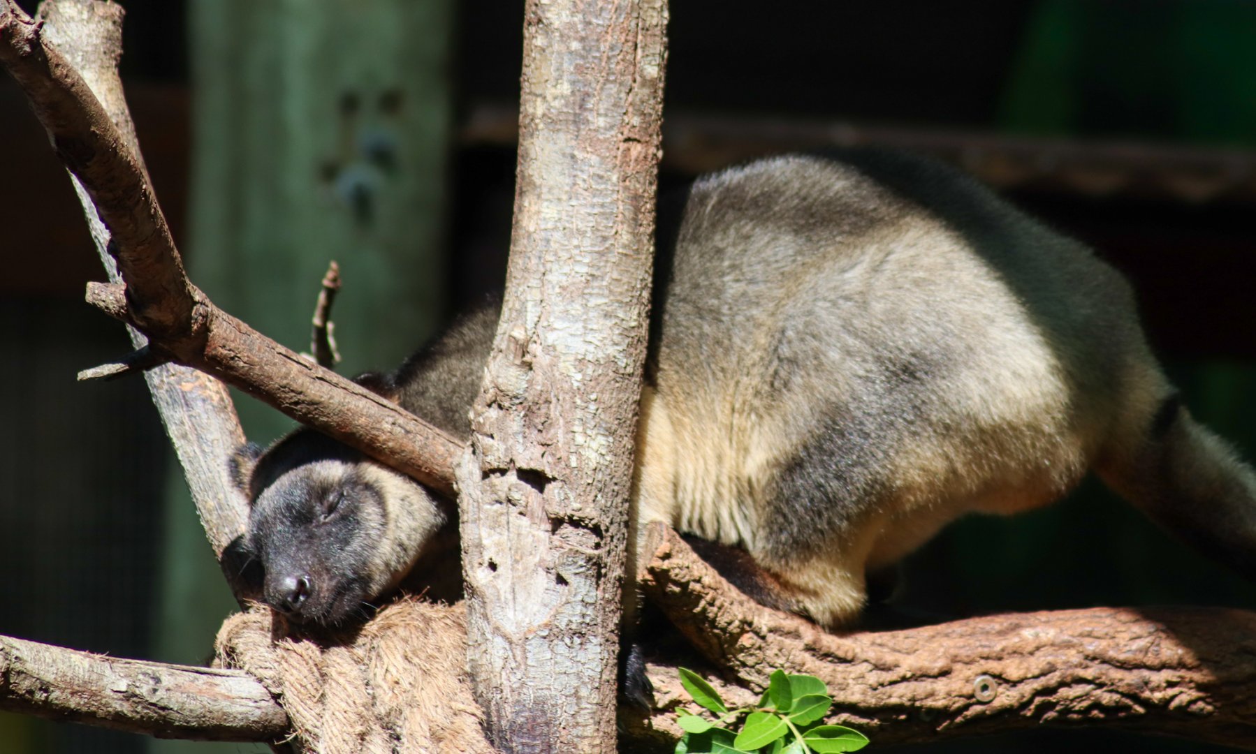 Lumholtz's Tree Kangaroo (Dendrolagus lumholtzi)