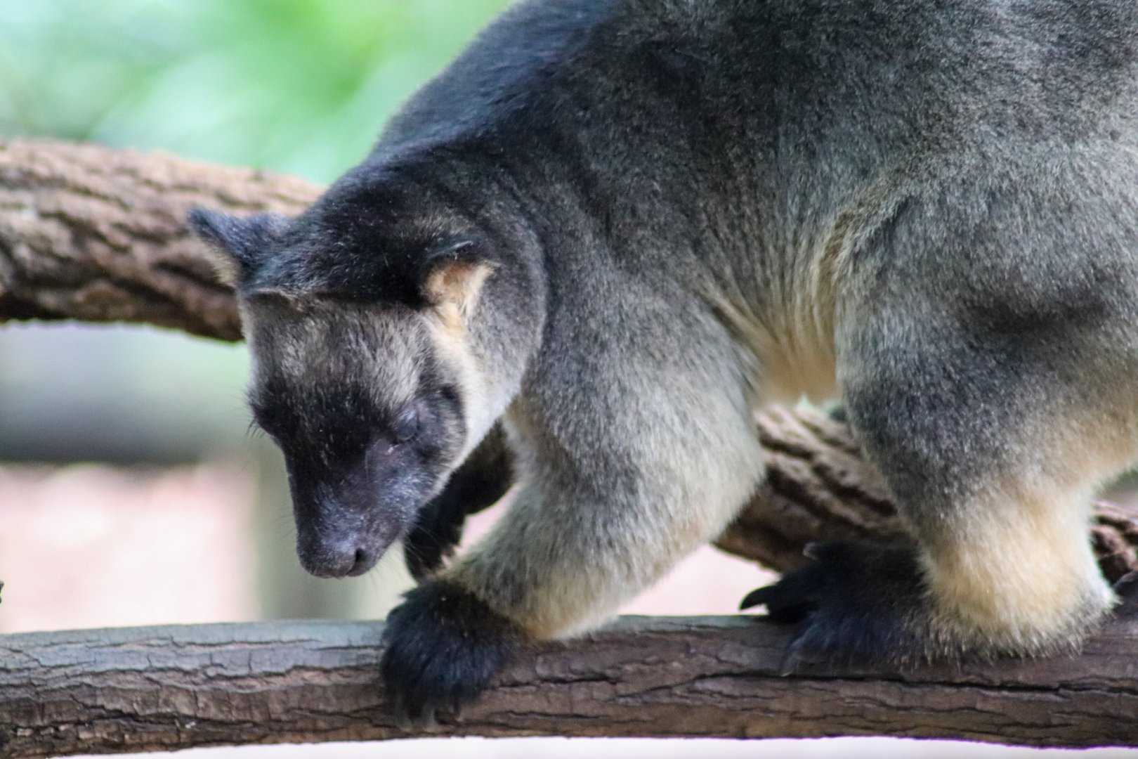 Lumholtz's Tree Kangaroo (Dendrolagus lumholtzi)