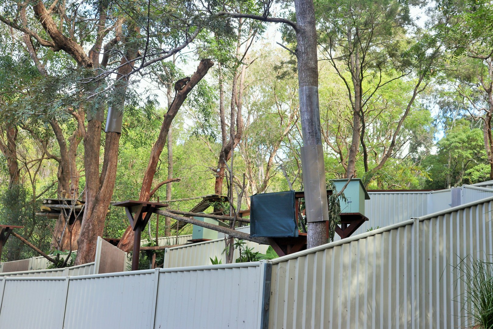 Lumholtz's Tree kangaroo Enclosure