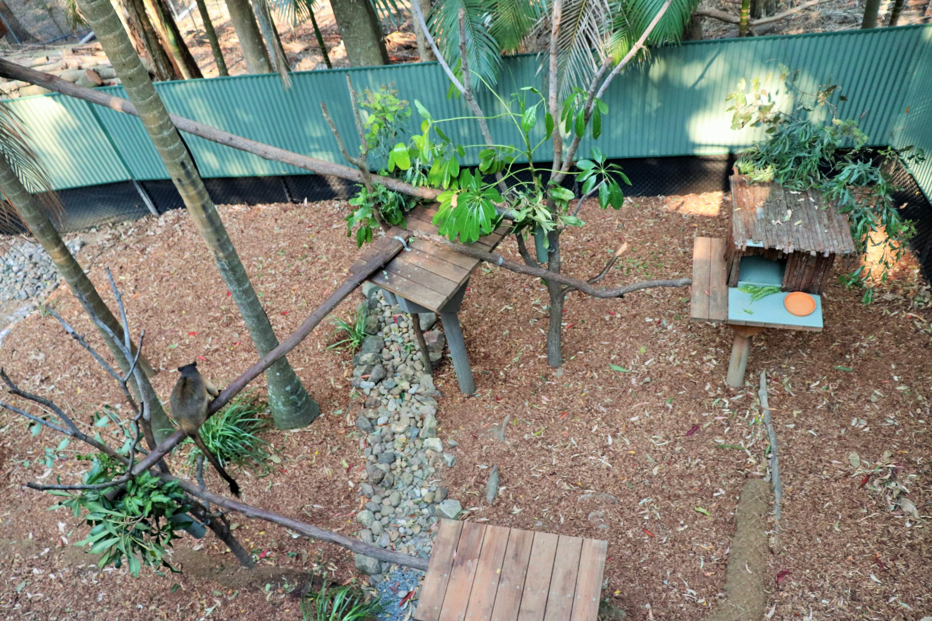 Lumholtz's Tree Kangaroo Enclosure