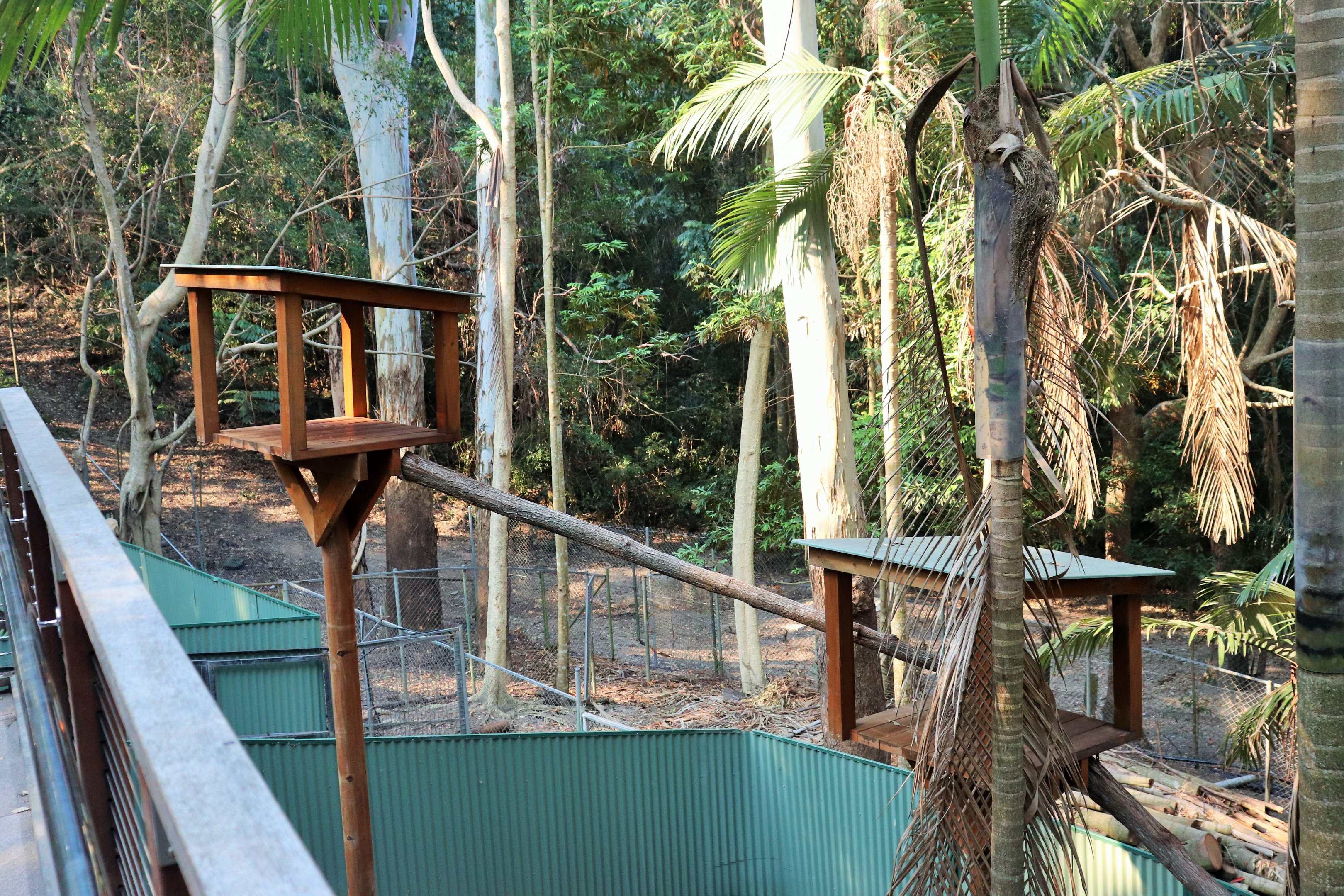 Lumholtz's Tree Kangaroo Enclosure
