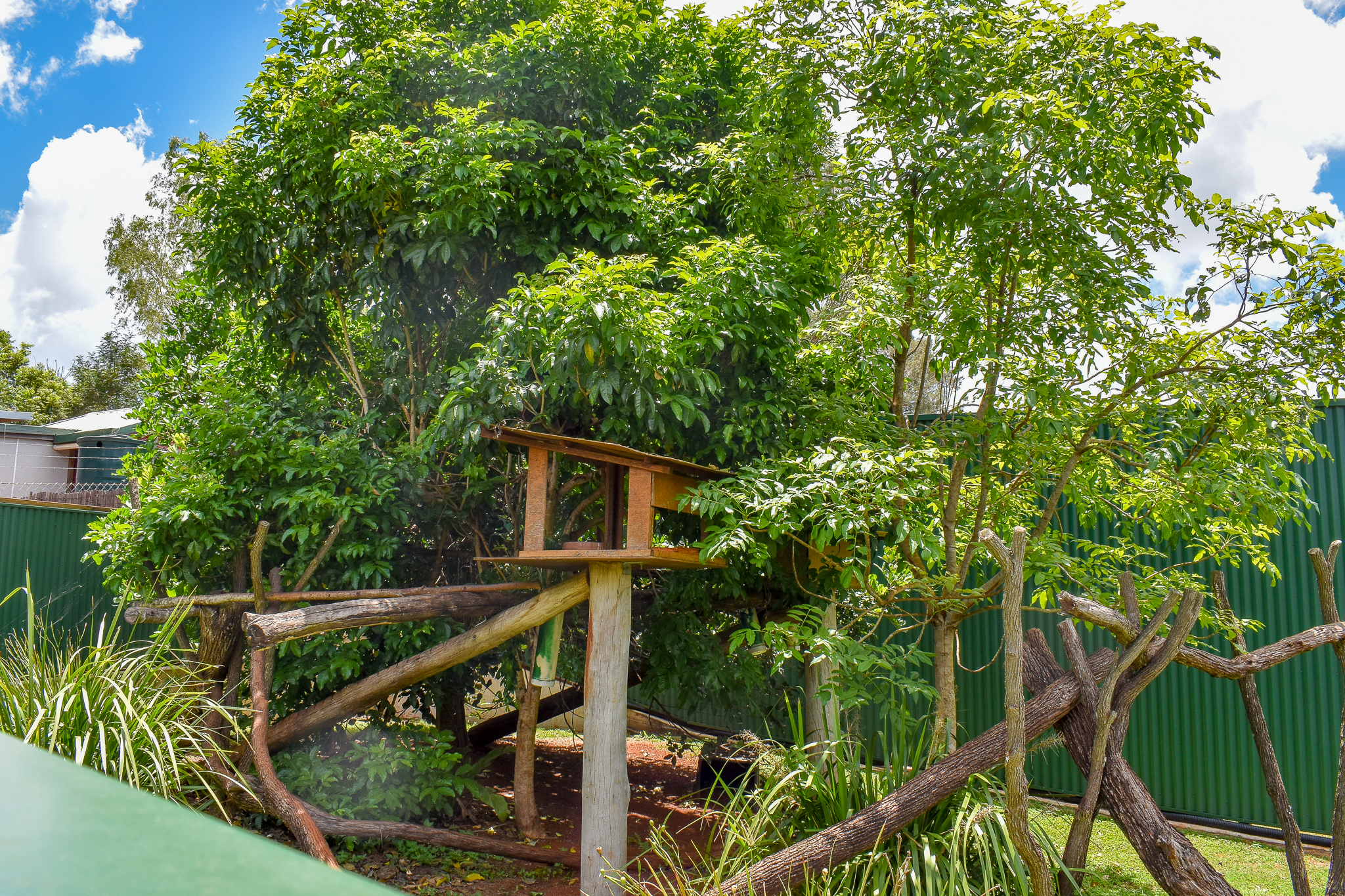 Lumholtz's Tree-Kangaroo Enclosure