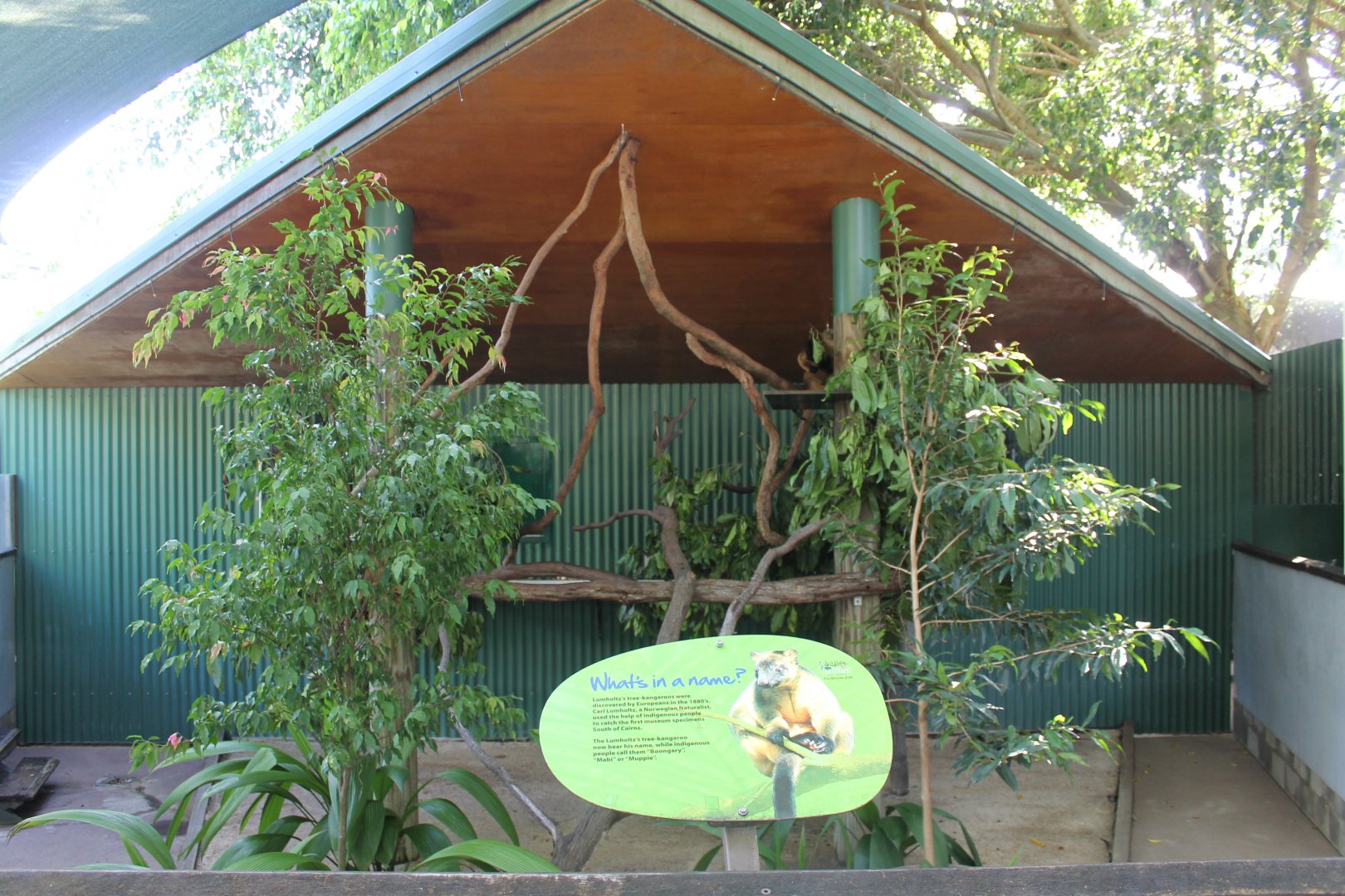 Lumholtz's Tree-kangaroo exhibit