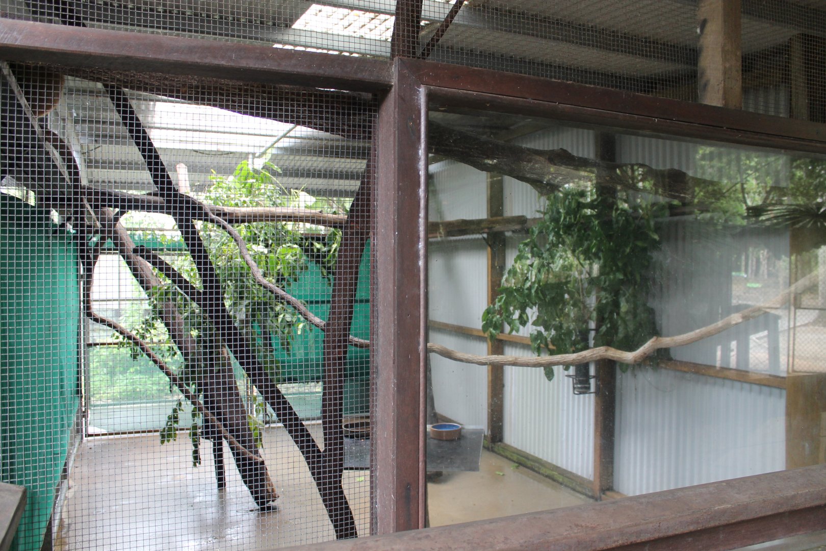 Lumholtz's Tree-kangaroo exhibit