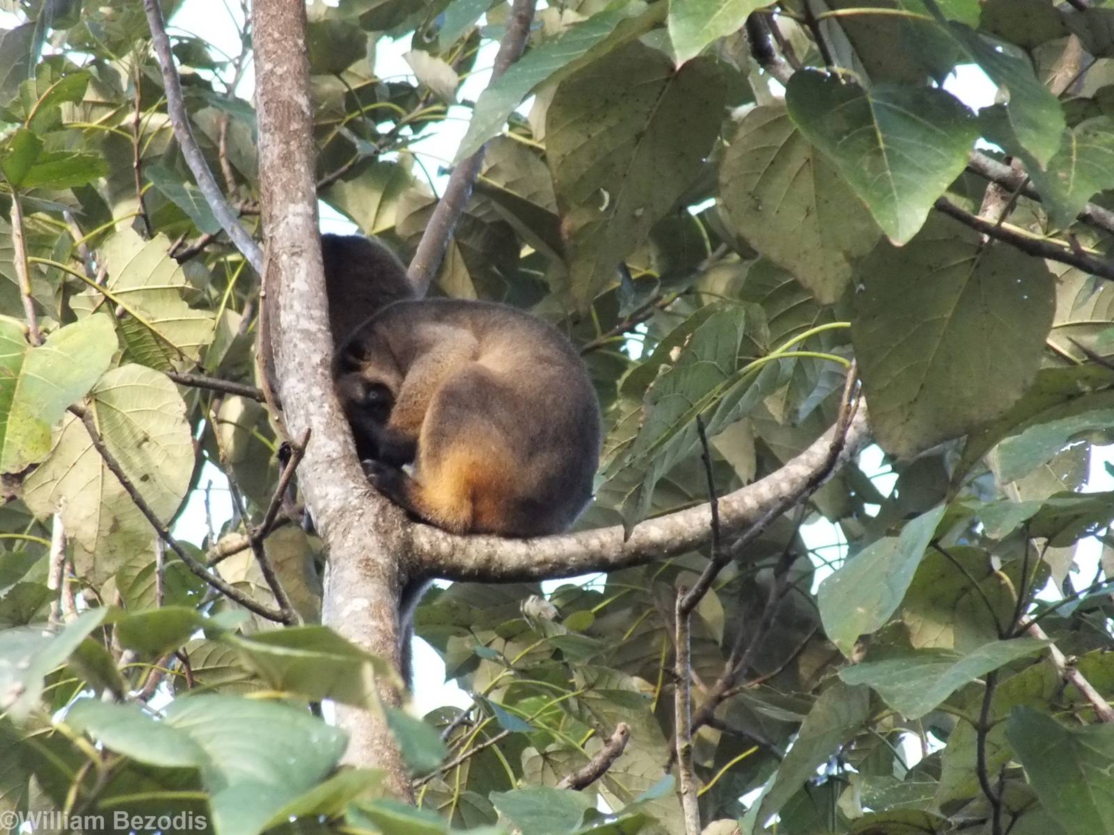 Lumholtz's Tree Kangaroo Mother and Young