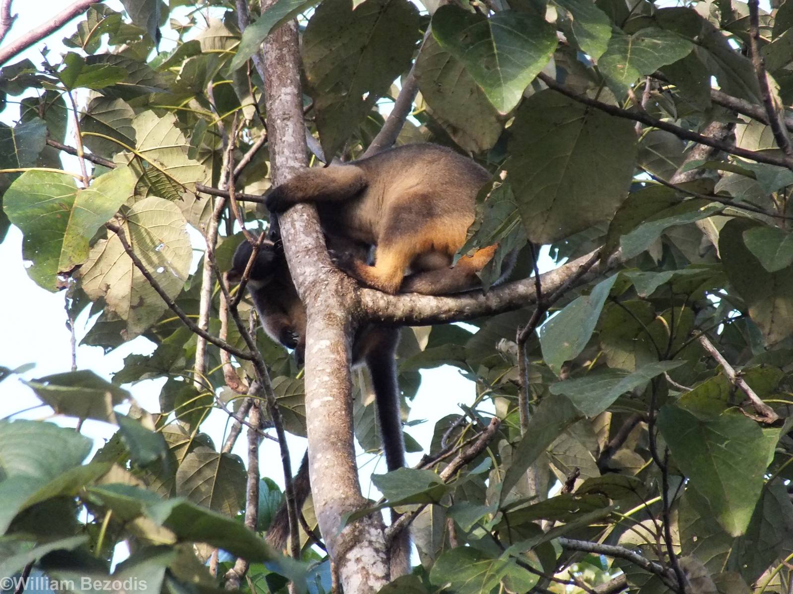 Lumholtz's Tree Kangaroo Mother and Young