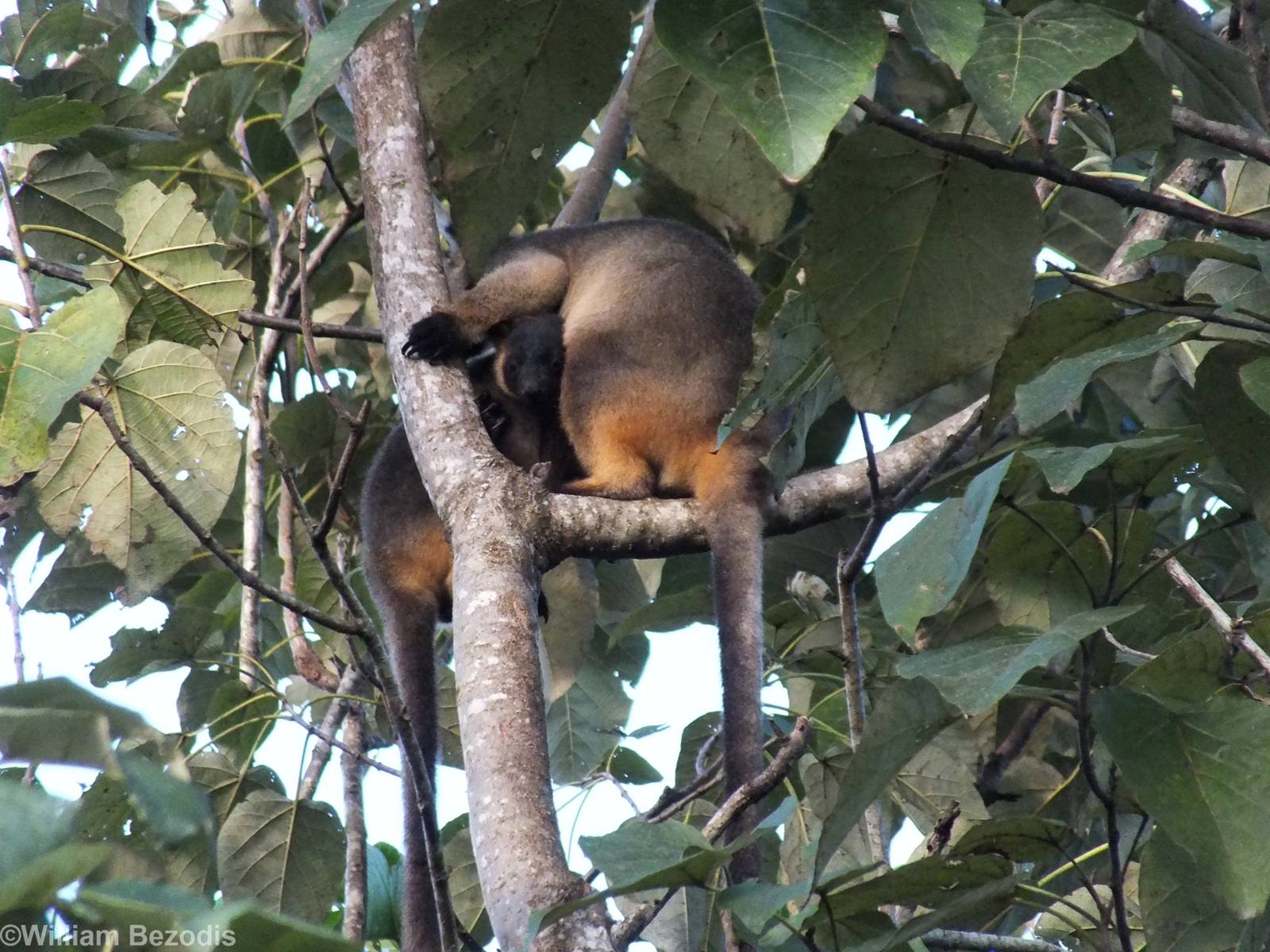Lumholtz's Tree Kangaroo Mother and Young