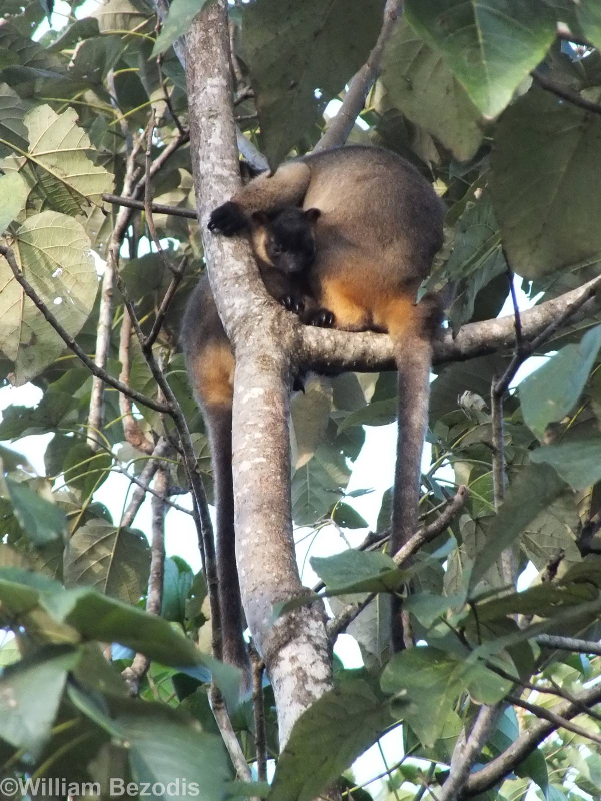Lumholtz's Tree Kangaroo Mother and Young