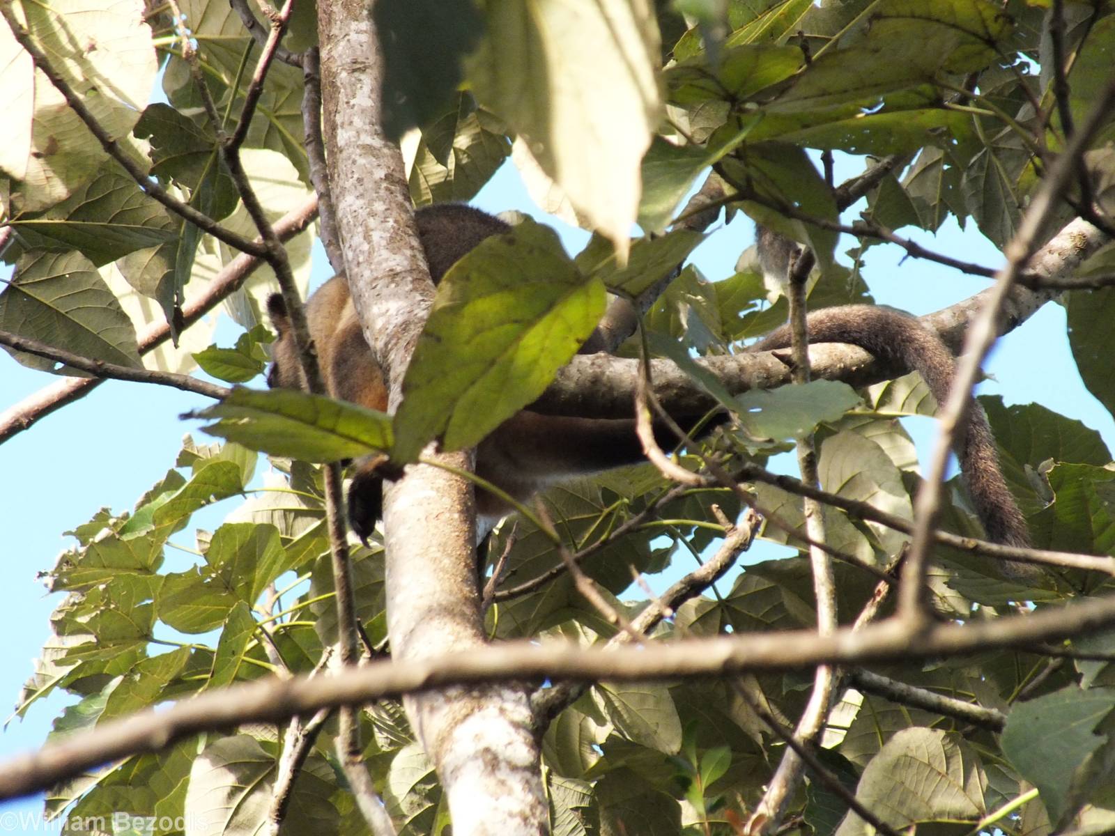 Lumholtz's Tree Kangaroo