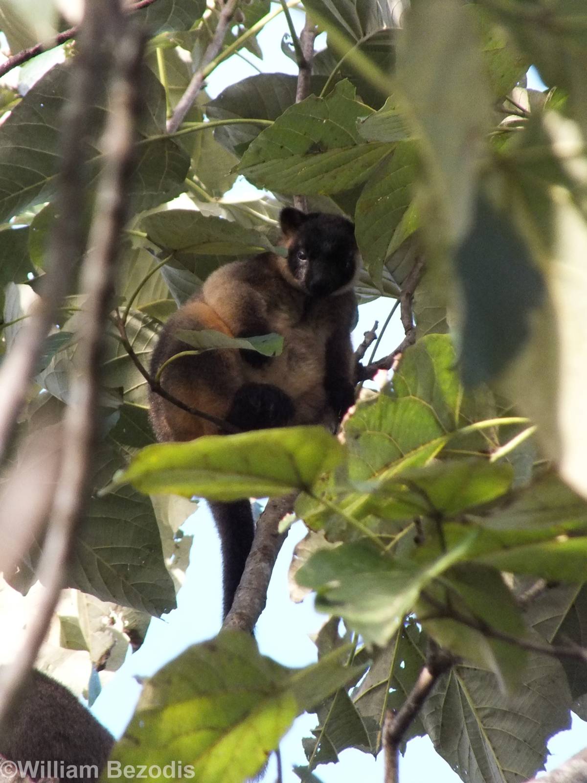 Lumholtz's Tree Kangaroo